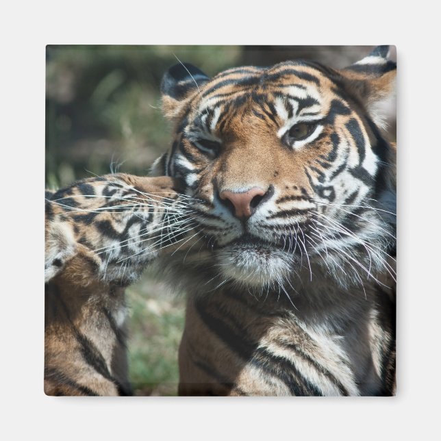Íman Cubo de Tigre (Frente)