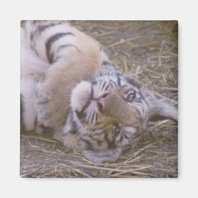 Íman Cubo de Tigre (Frente)