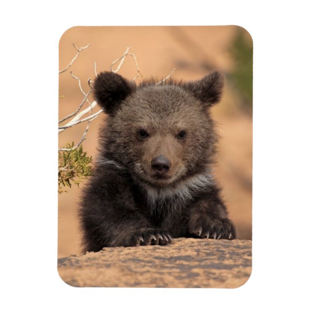 Íman Cubo do Urso Grizzly (Vertical)