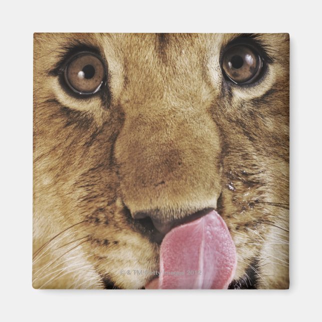 Íman Cubo-leão (Panthera leo), nariz a lamber, close-up (Frente)