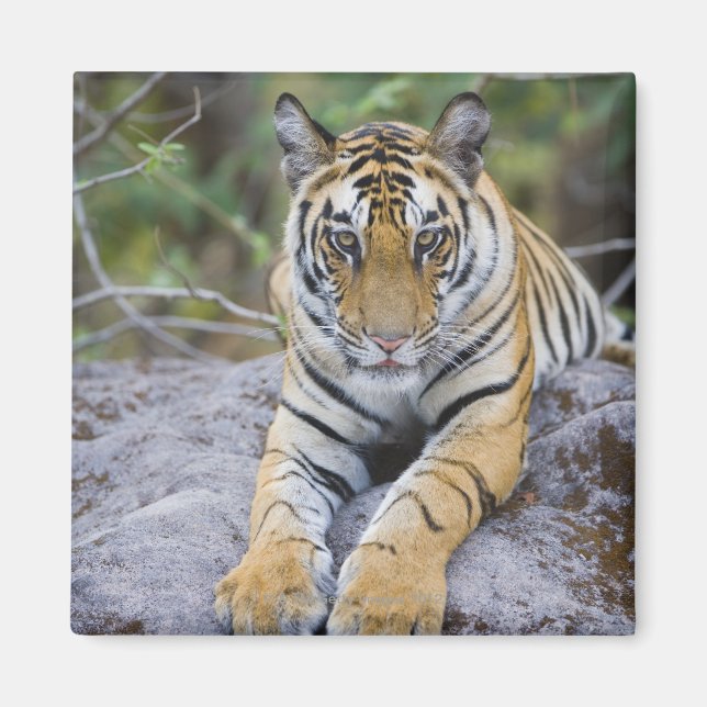 Íman Cubo Tiger, Parque Nacional de Bandhavgarh, Índia (Frente)