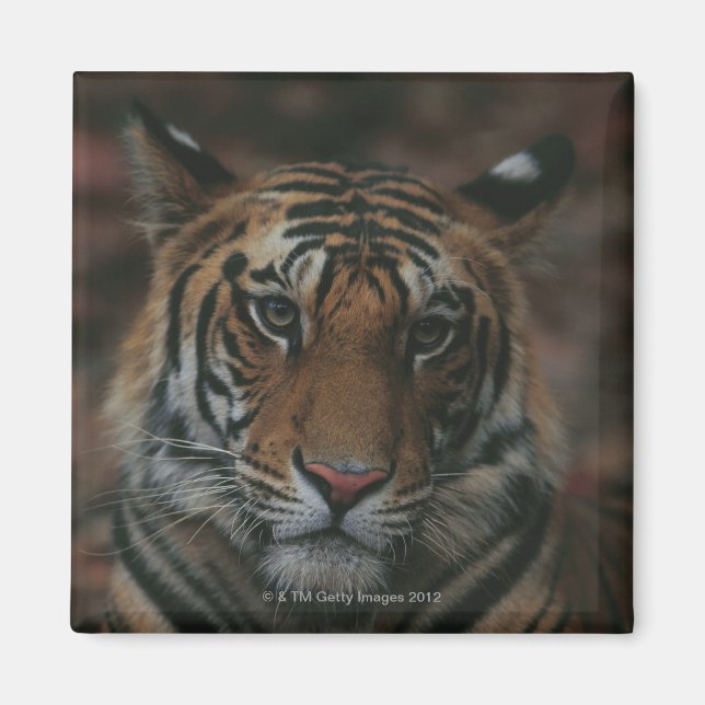 Íman Cubo Tigre (Frente)