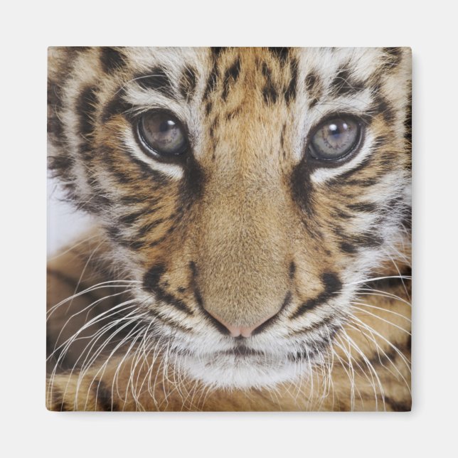 Íman Cubo Tigre (Frente)