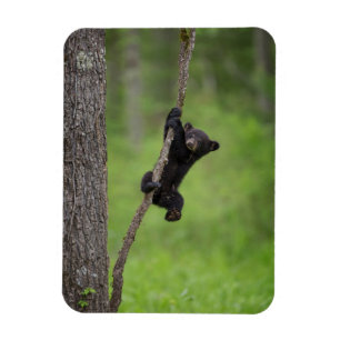Íman Cubo Urso Negro tocando no Limbo Árvore