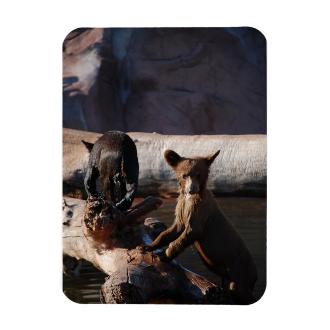 Íman Cubos de Urso no Magneta (Vertical)