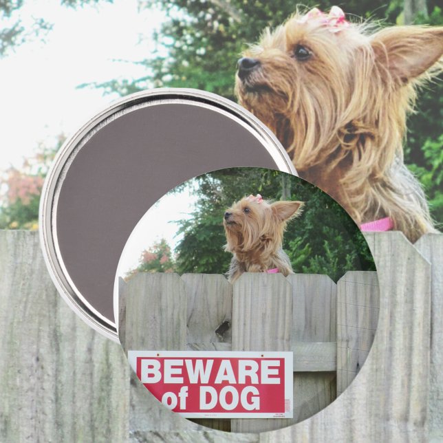 Íman Cuidado com o Testemunho-de-Cute Yorkie (Criador carregado)