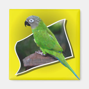 Íman Cujo Cabeçalho Escondido Conure Pássaro é Gelne