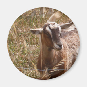 Íman Cultivando cabras