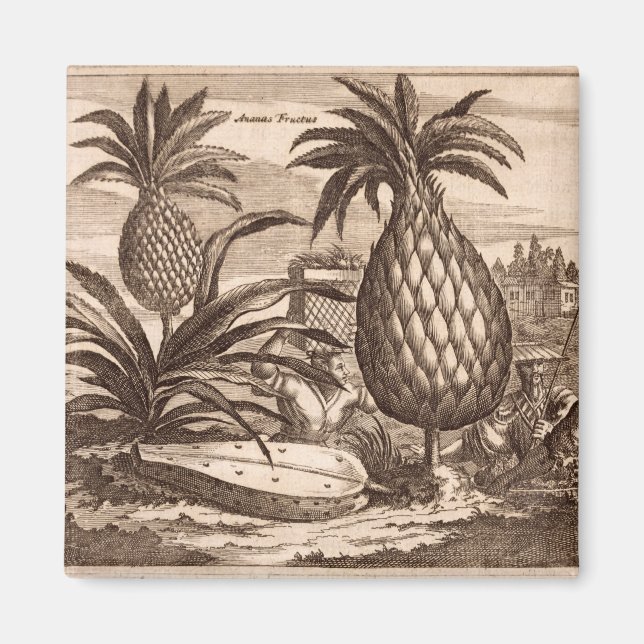 Íman Cultivo de ananás grandes, ilustração de um desenh (Frente)