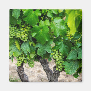 Íman Cultivo de Uvas para Vinho, França