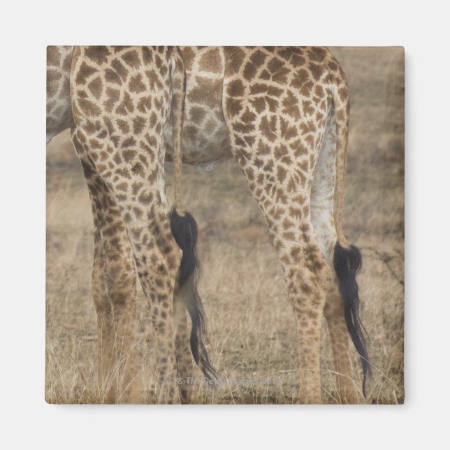 Íman Culturas bruscas de duas Girafas (Girafa) (Frente)