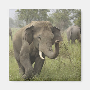 Íman Cumprimento de Elefante Asiático Indiano