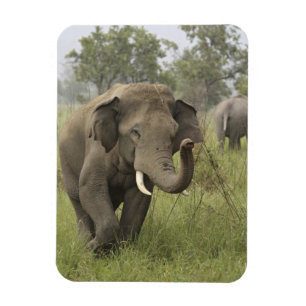 Íman Cumprimento de Elefante Asiático Indiano