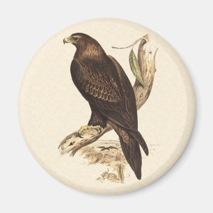 Íman Cunha australiana Eagle atado. Pássaro de rapina
