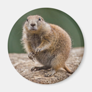 Íman Curiosa Prairie Dog Magnet