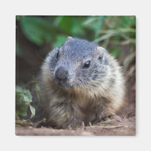 Íman Curioso Baby Marmot Magnet
