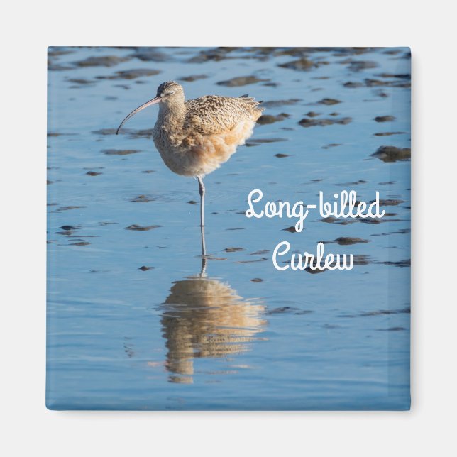 Íman Curlew de bico longo (Frente)