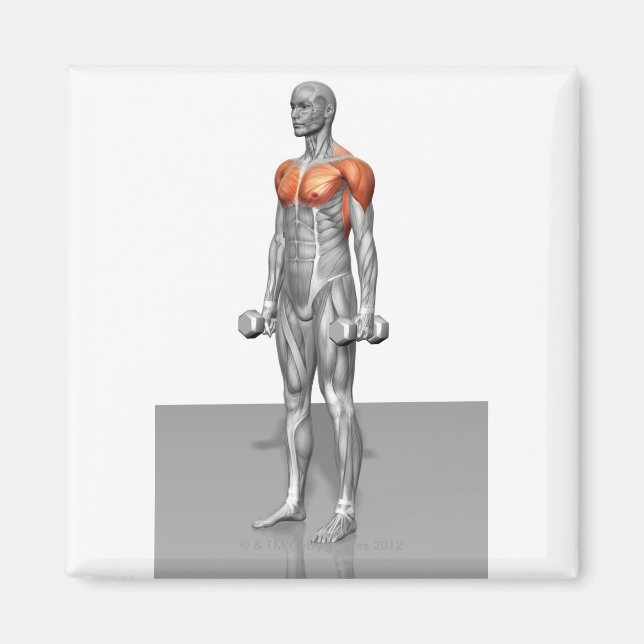 Íman Curva Biceps em Pé (Frente)