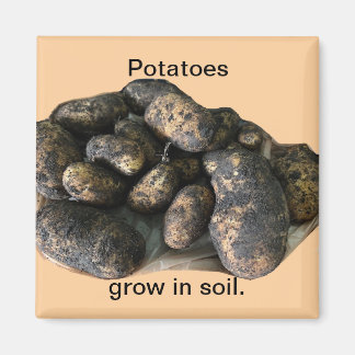 Íman Custom Potato Magnets, harvested