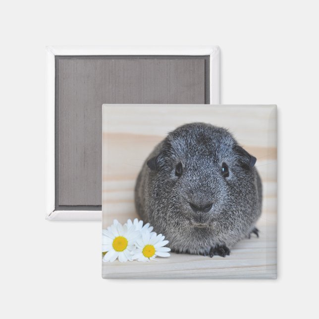 Íman Cute Agouti Guiné Porco com Visitas (Front/Back)