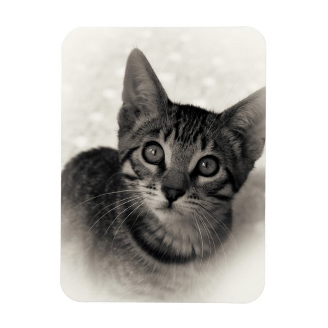 Íman Cute Bengal Kitten (Vertical)