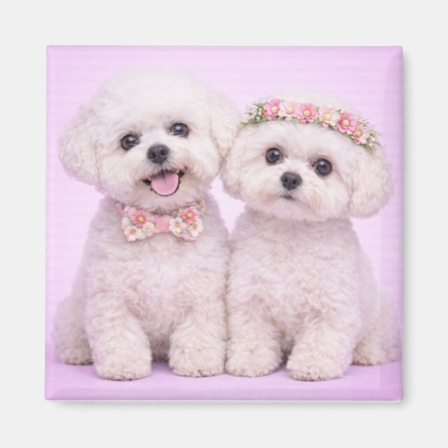 Íman Cute Bichon Frise Couple Valentine Illustration (Frente)