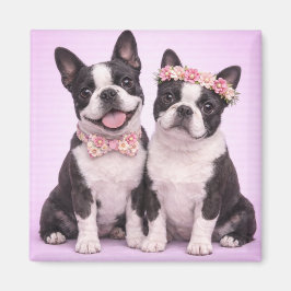 Íman Cute Boston Terrier Couple Valentine Illustration 