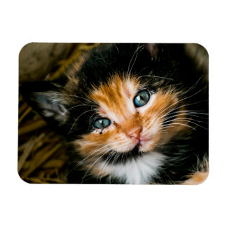 Íman Cute calico kitten with blue eyes