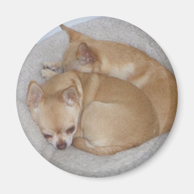 Íman Cute Chihuahua Magnet (Frente)
