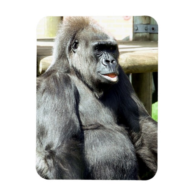 ÍMAN  CUTE GORILLA (Vertical)