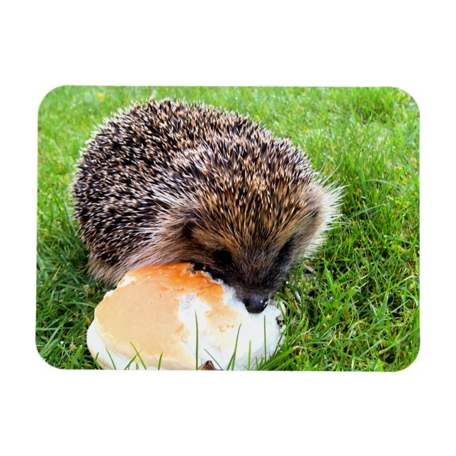 ÍMAN  CUTE HEDGEHOG (Horizontal)