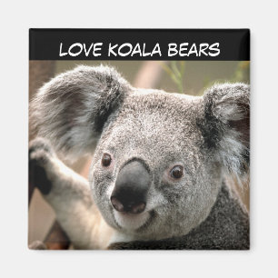 Íman Cute Koala Bear