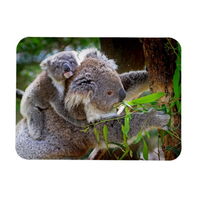Íman Cute Koalas (Horizontal)