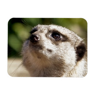 ÍMAN CUTE MEERKAT