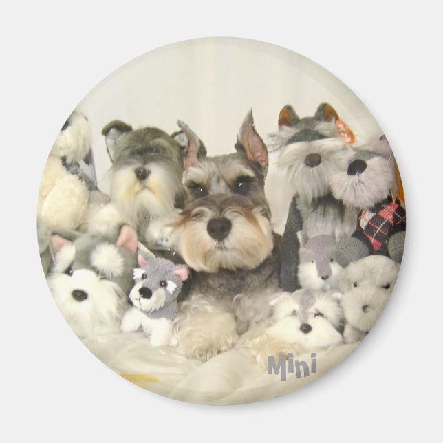 Íman CUTE Mini Schnauzer Magnet (Frente)