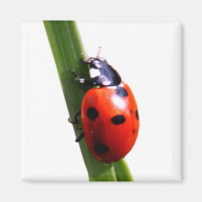 Íman Cute Red Spotted Ladybug (Frente)