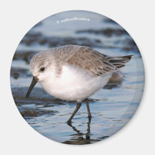 Íman Cute Sanderling Sandpiper Wanders