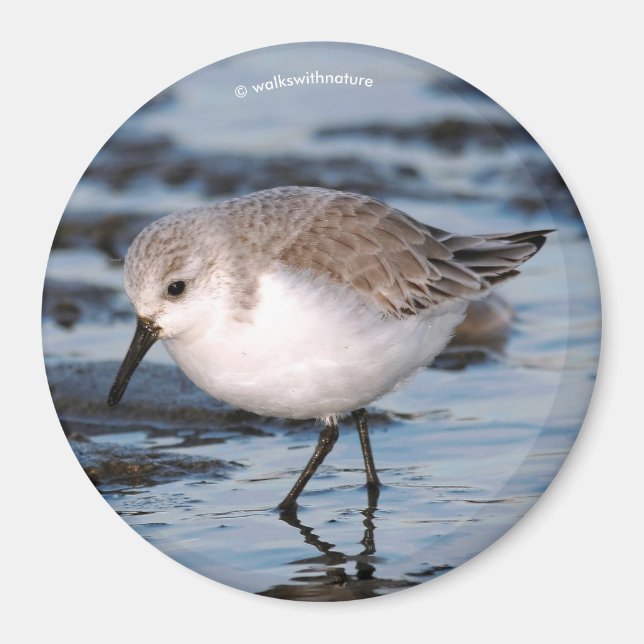 Íman Cute Sanderling Sandpiper Wanders (Frente)