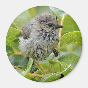Íman Cute Wet Wee Bushtit no Laurel