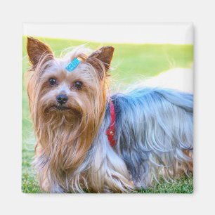Íman Cute Yorkshire Terrier Dog Head Body Magnet