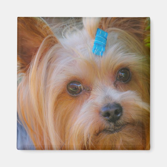 Íman Cute Yorkshire Terrier Dog Head Magnet (Frente)