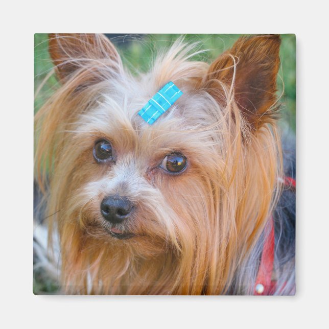 Íman Cute Yorkshire Terrier Dog Head Magnet (Frente)