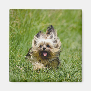 Íman Cute Yorkshire Terrier passando por Grass