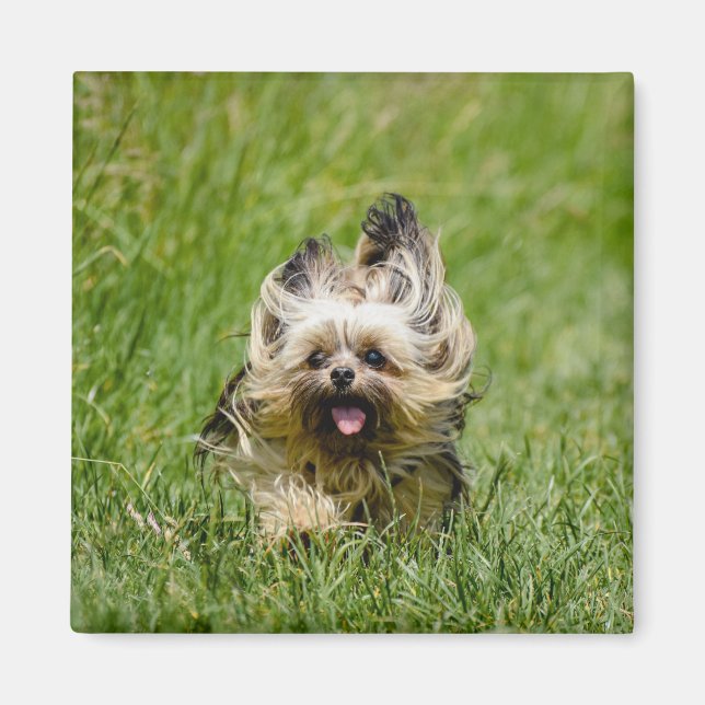 Íman Cute Yorkshire Terrier passando por Grass (Frente)