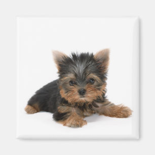 Íman Cute Yorkshire Terrier Puppy