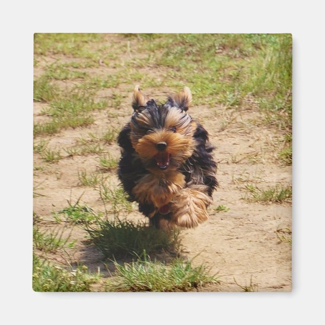 Íman Cute Yorkshire Terrier Puppy correndo (Frente)