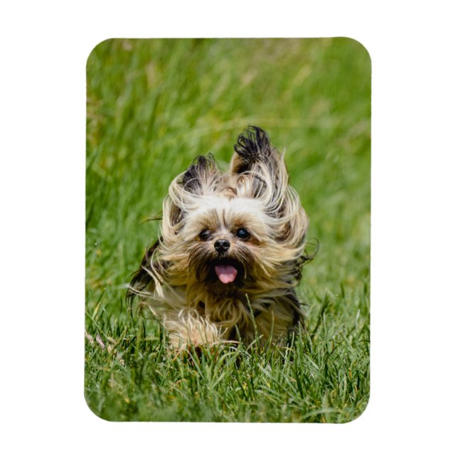 Íman Cute Yorkshire Terrier Running Through Grass (Vertical)