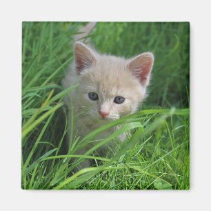 Íman Cuteness
