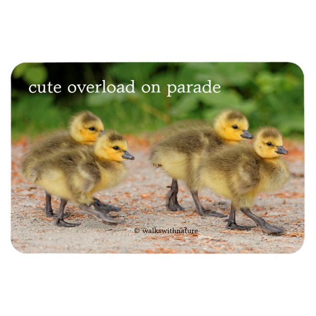 Íman Cuteness on Parade: Goslings de Ganso do Canadá (Horizontal)