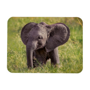 Íman Cutest Baby Animals Baby Elephant Kenya Africa